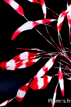 Coquetip - 20-25 cm - wit-rood